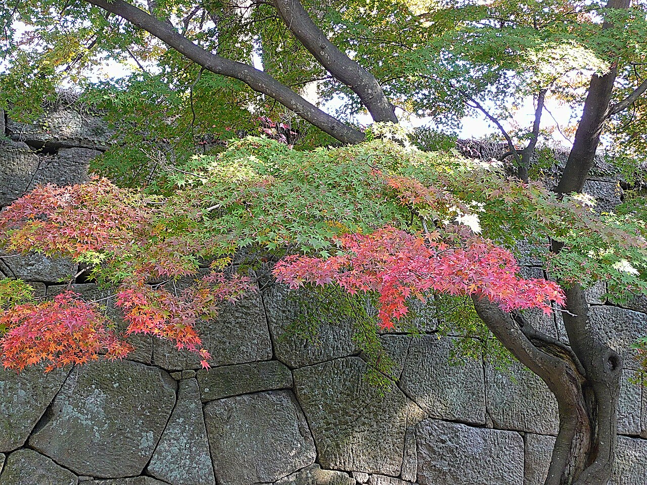 Maple branches turning red and gold spilling over the mossy dry-laid stone wall of Tsuruga Castle