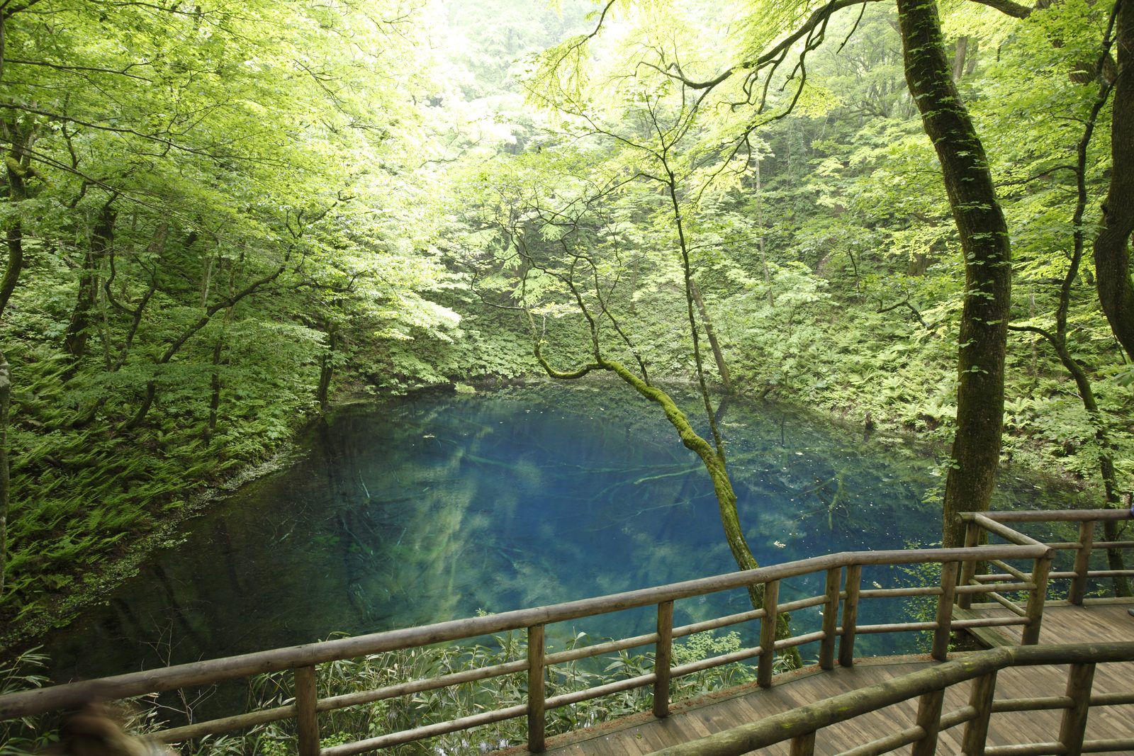A deep blue pond seen from a wooden boardwalk, surrounded by fresh green beech forest and reflecting the trees.