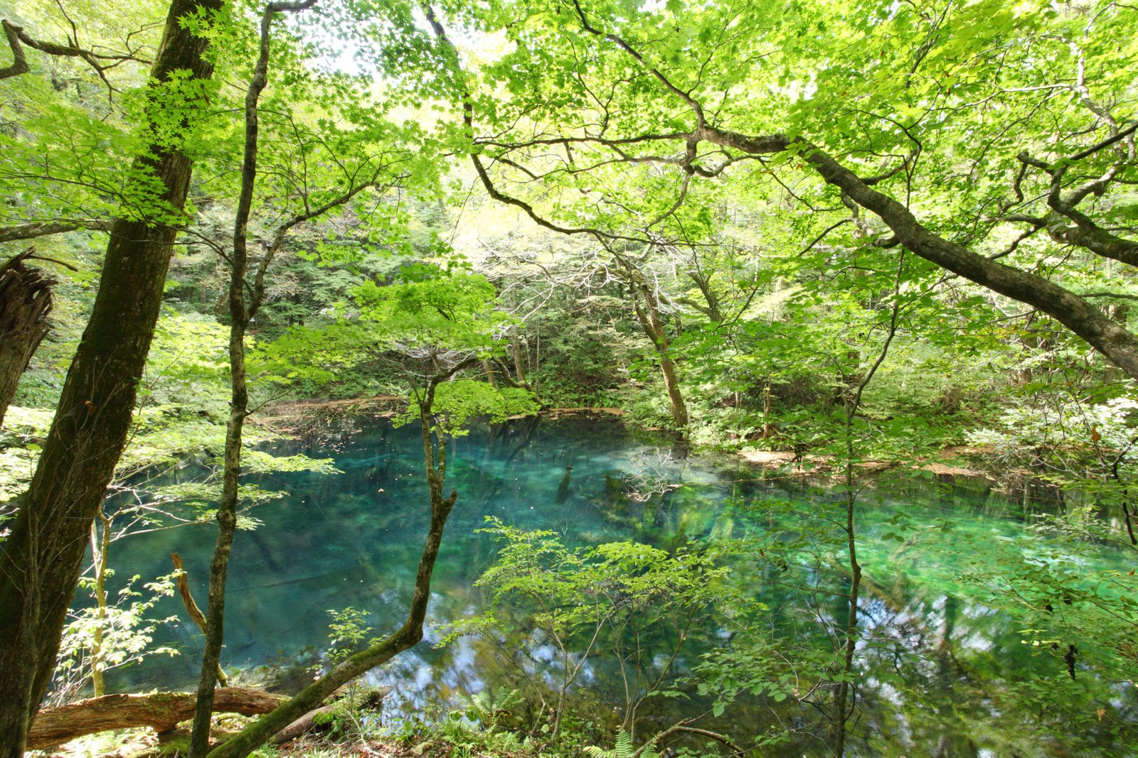 A clear green-blue forest pond ringed by beech trees with sunlight filtering through the leaves.