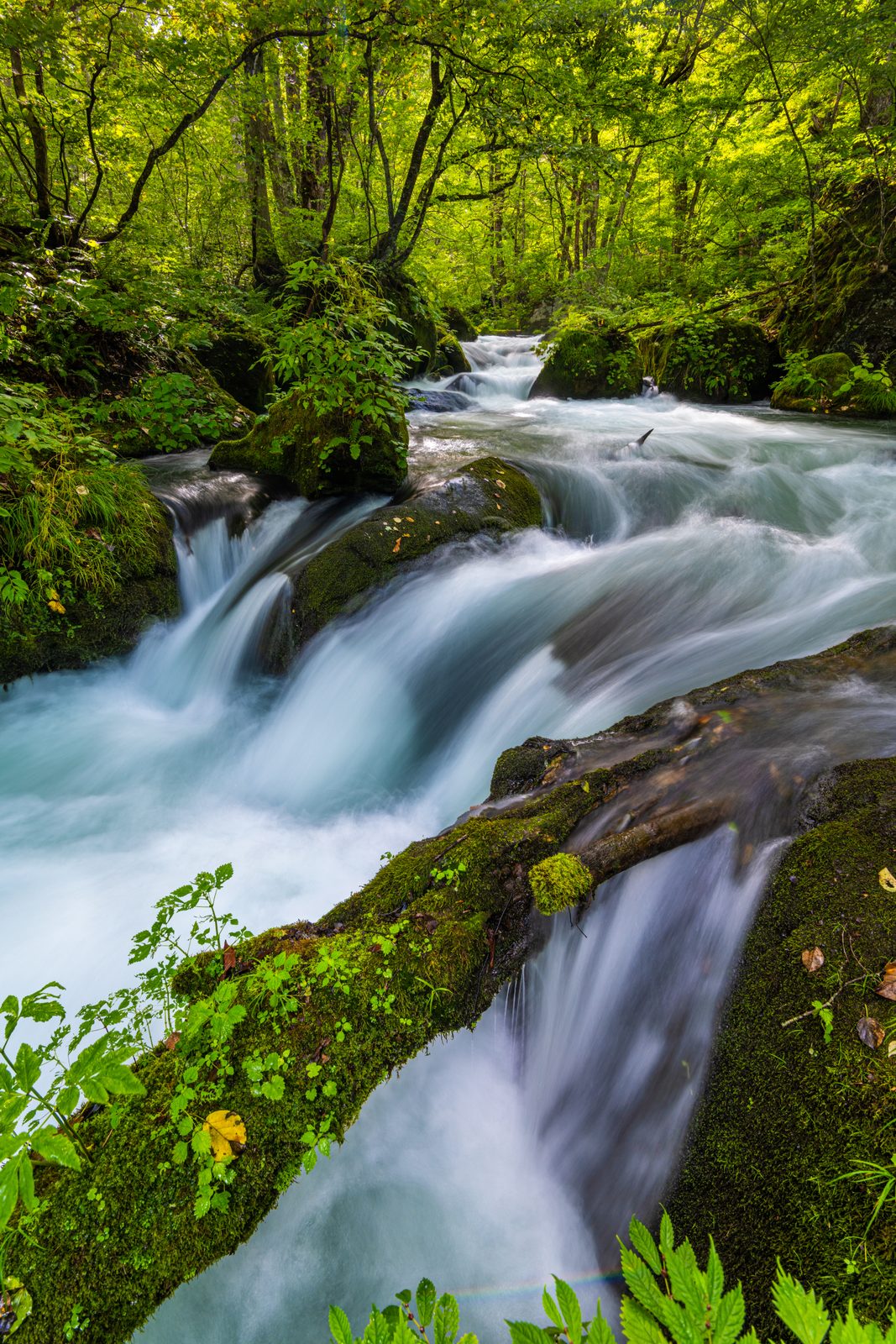 A moss-covered fallen log channels a small waterfall into the turquoise rapids of the Oirase Gorge stream, surrounded by lush green undergrowth.