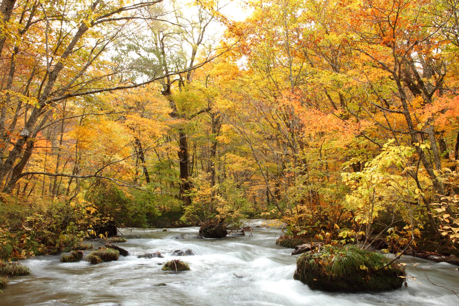 The Oirase Gorge stream flowing past moss-covered boulders beneath a canopy of golden and orange autumn leaves.