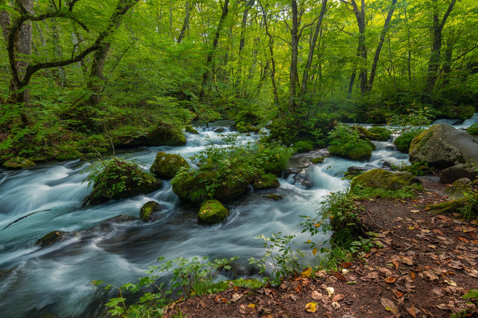 Wide multi-channel cascade of the Oirase Gorge stream flowing over moss-covered rocks and fallen leaves, framed by a dense green forest canopy.