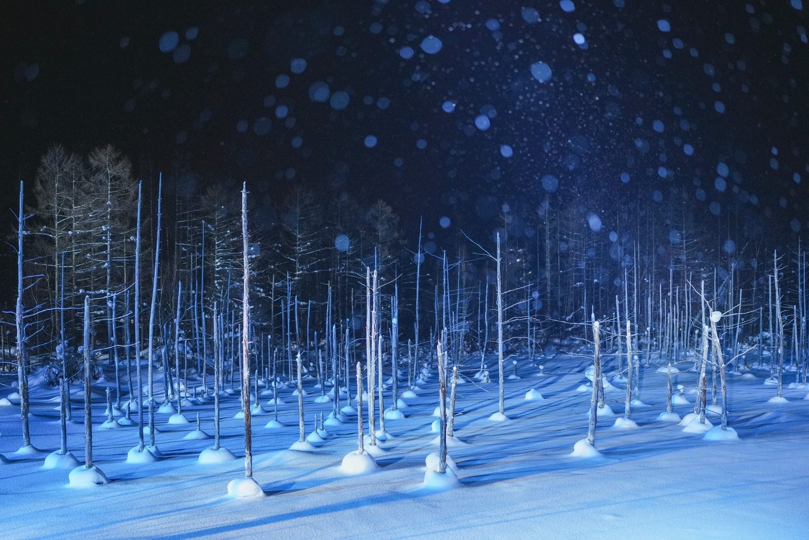 The Blue Pond on a snowy winter night, with bare tree trunks standing in deep snow and lit in blue light under a dark sky