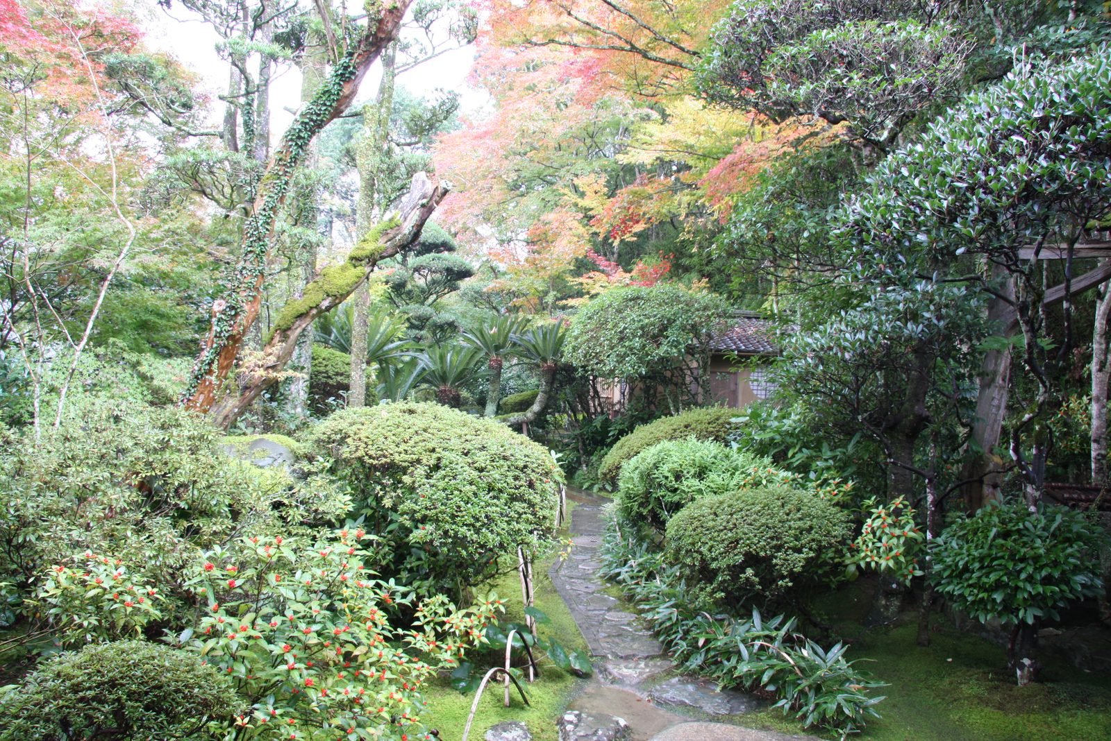 A narrow stone-paved path winds through a mossy Japanese garden of clipped shrubs, evergreens and maples with red and yellow autumn leaves, with a tiled-roof building partly hidden behind.