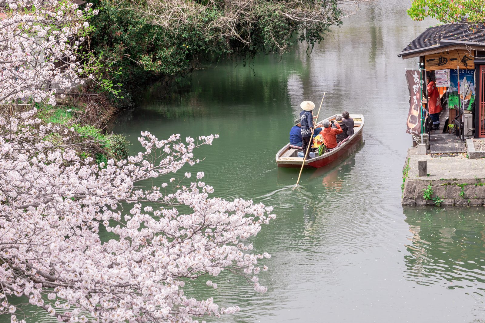 A boat passes beneath the branches of cherry trees in Yanagawa