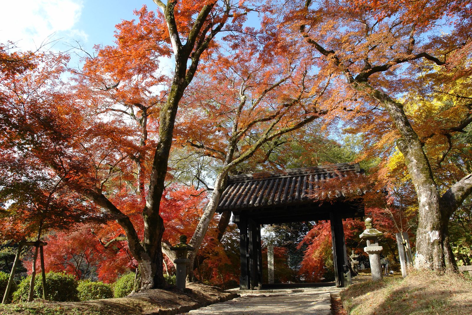 The dark wooden gate of Akizuki Castle stands beneath a canopy of red, orange, and yellow maple leaves, with stone lanterns beside the path and no one else in sight.