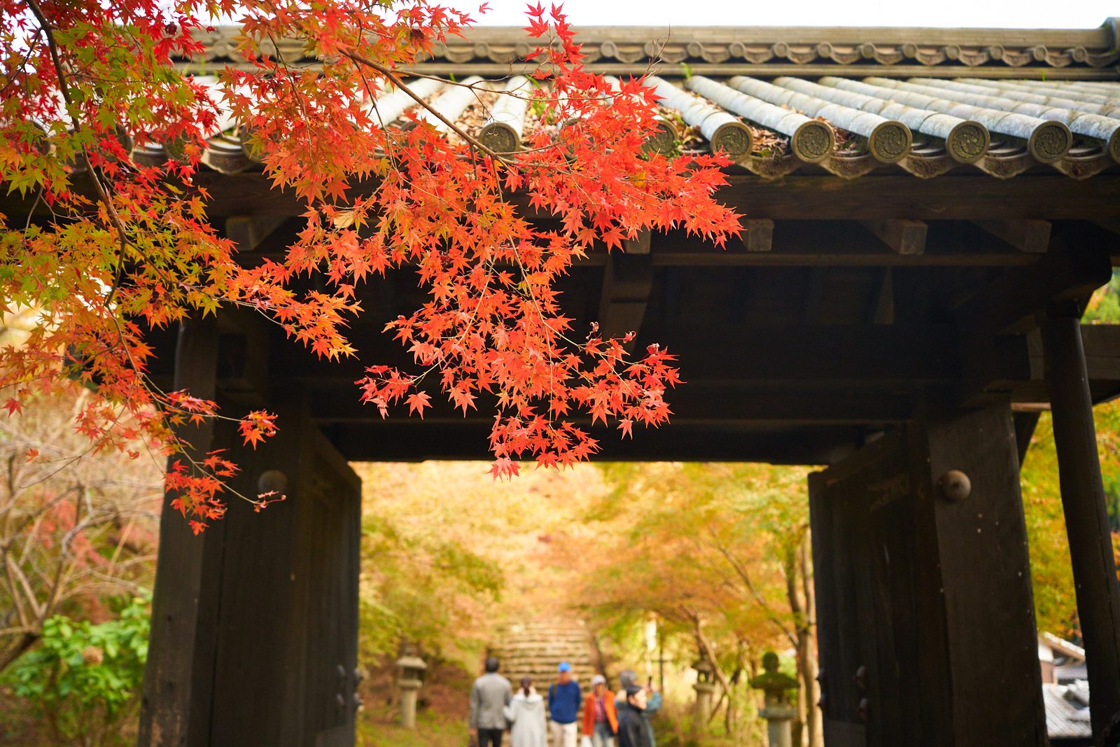 Bright red maple leaves hang from the tiled eave of a dark wooden gate at Akizuki Castle, framing a view through the gateway toward a stone-lantern-lined stairway where a few visitors are walking.