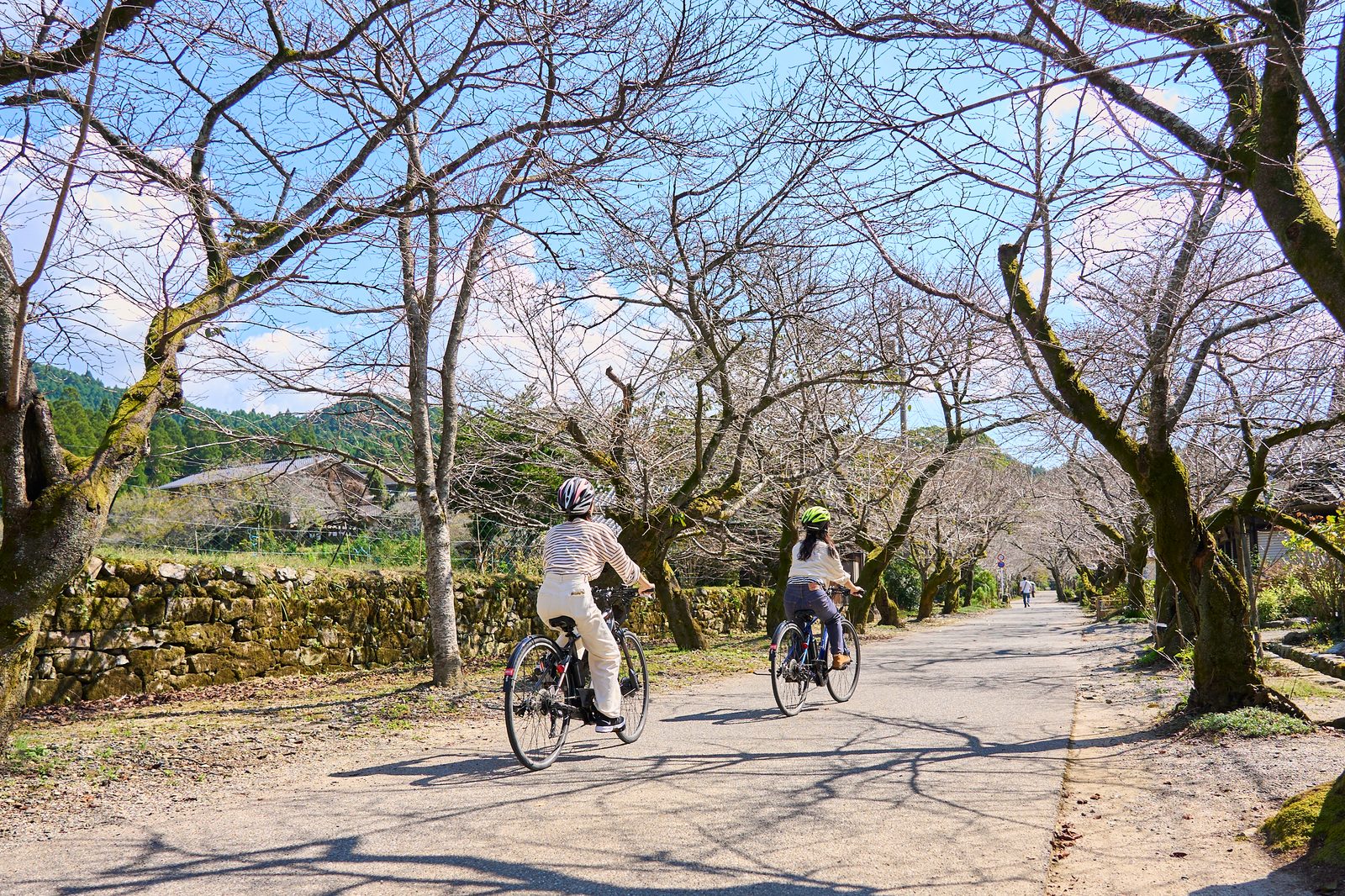 Two cyclists wearing helmets ride away from the camera along a paved lane beneath the bare, moss-covered branches of a cherry-tree-lined avenue in Akizuki, with an old stone wall and a traditional house in the background.