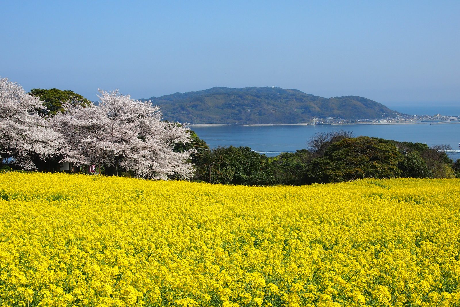 A field of yellow rapeseed blossoms in the foreground with cherry trees in bloom on the left, overlooking the blue waters of Hakata Bay and a green hilly peninsula under a clear sky