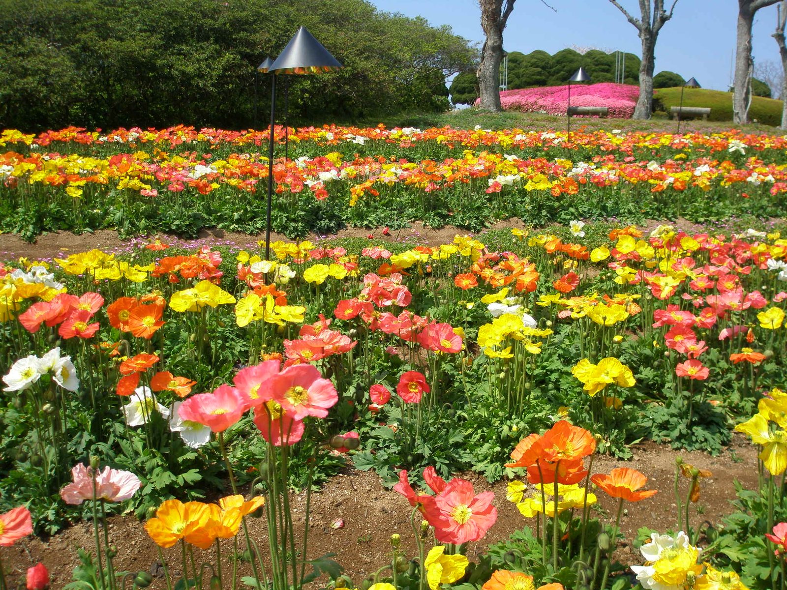 Rows of orange, red, yellow and white poppies in bloom on a terraced hillside garden, with dark conical lamps and a patch of pink flowers in the background