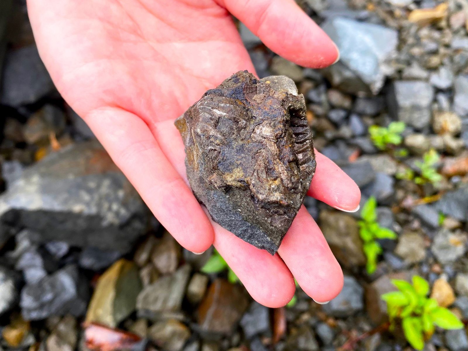 A hand holds a dark rock fragment with a ribbed fossil shell visible on its surface, over a gravel ground.