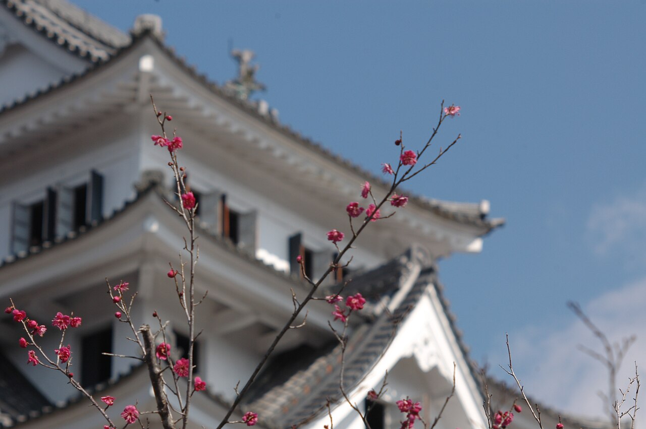 The white keep of Gujō Hachiman Castle rising behind branches of pink plum blossom against a clear sky