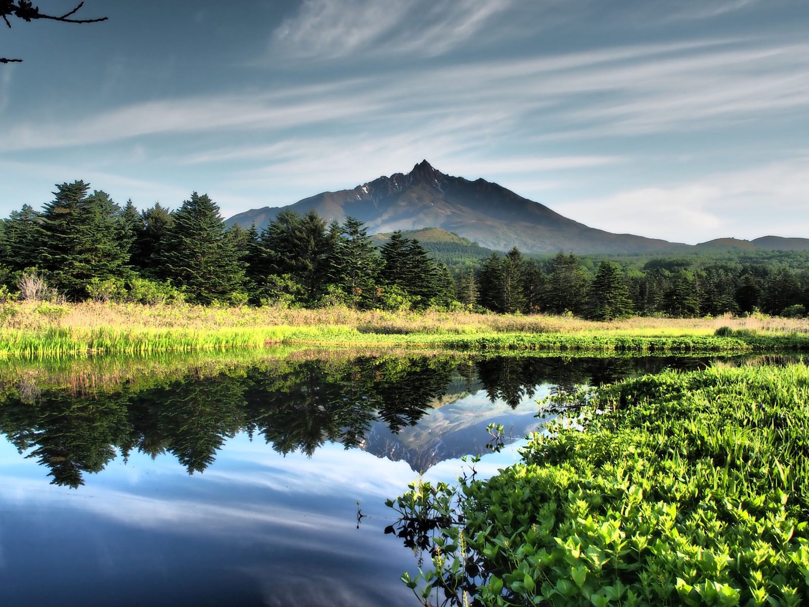 Mount Rishiri behind Otatomari Pond in summer, with green water plants in the foreground