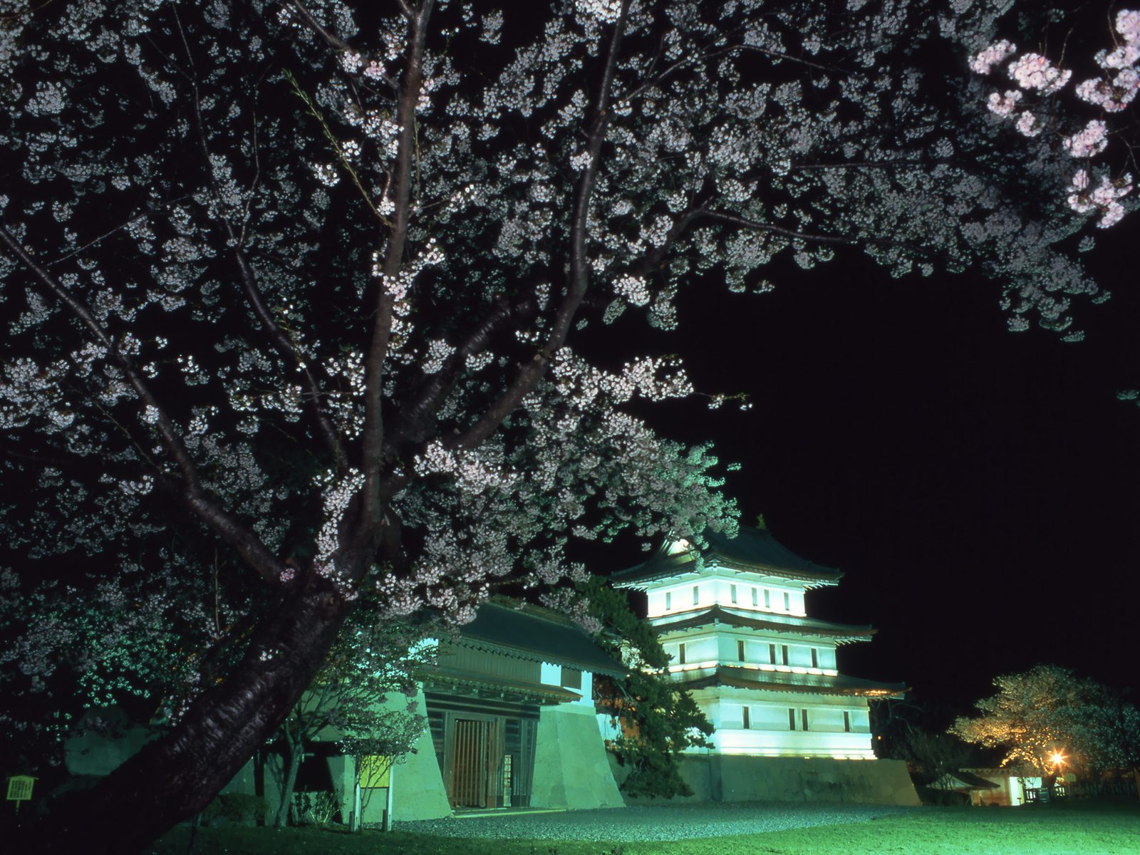 A floodlit castle keep and a low building glowing green at night beneath cherry branches heavy with blossoms.