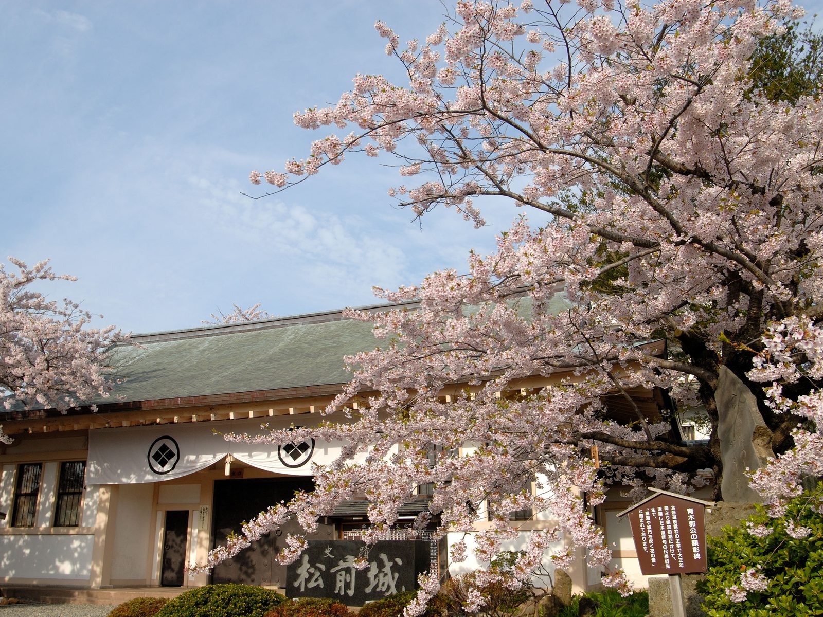 A white-walled building with a green tiled roof and a Matsumae Castle name board, partly hidden by cherry trees in full bloom under a pale blue sky.