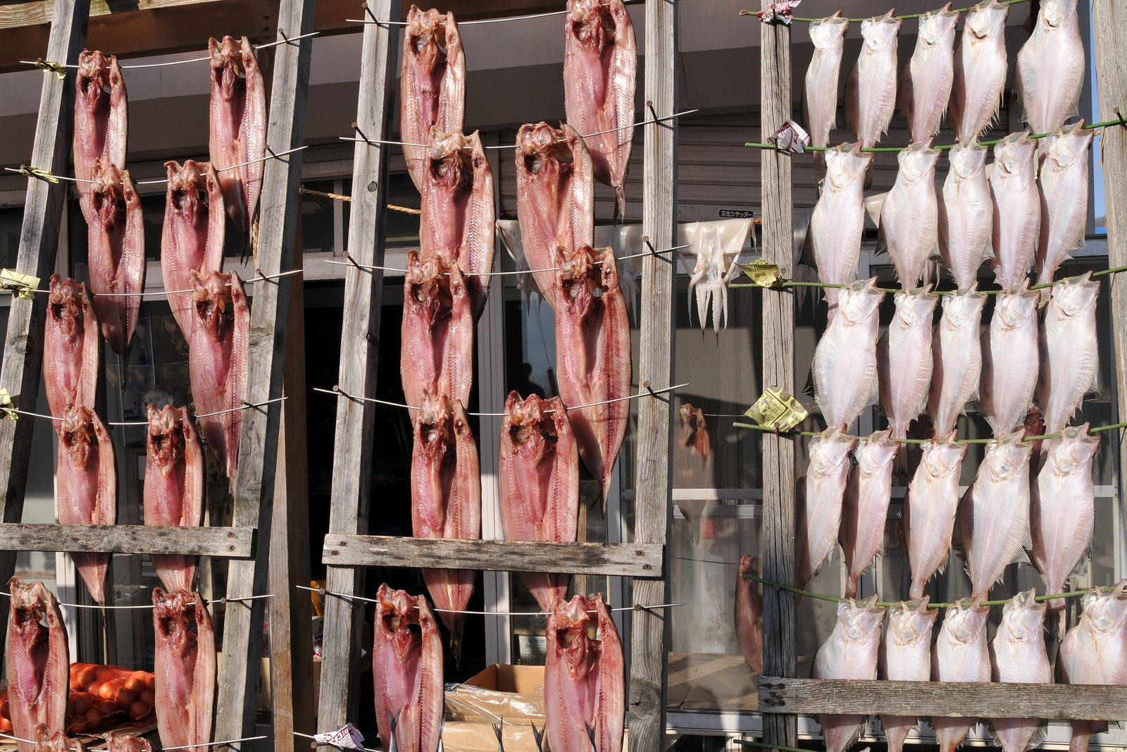 Rows of dried fish hanging at a seafood shop in Shiraoi