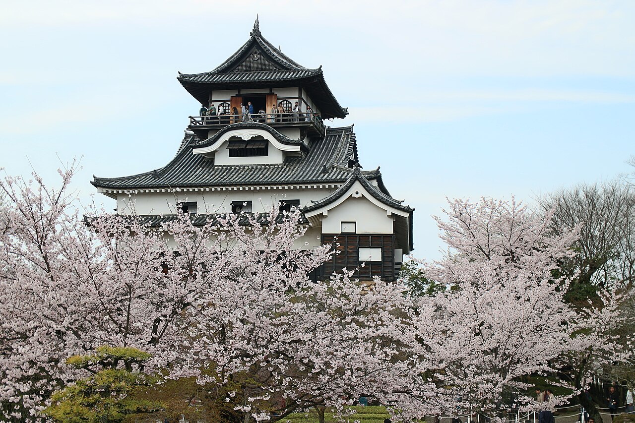Inuyama Castle's white keep tower rising on a wooded hill above a mass of cherry blossoms in full bloom.