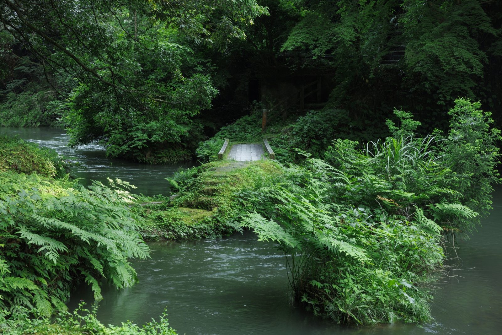 A small plank footbridge crossing a clear green stream, surrounded by ferns and dense summer foliage in a gorge.