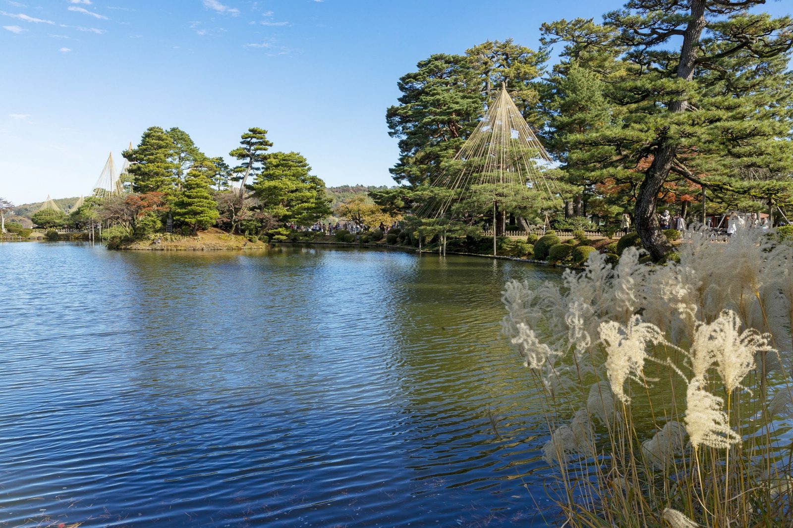 Kasumigaike pond in Kenrokuen Garden under a blue sky, with a cone-shaped yukitsuri rope frame rising above the pines and pampas grass along the near shore.