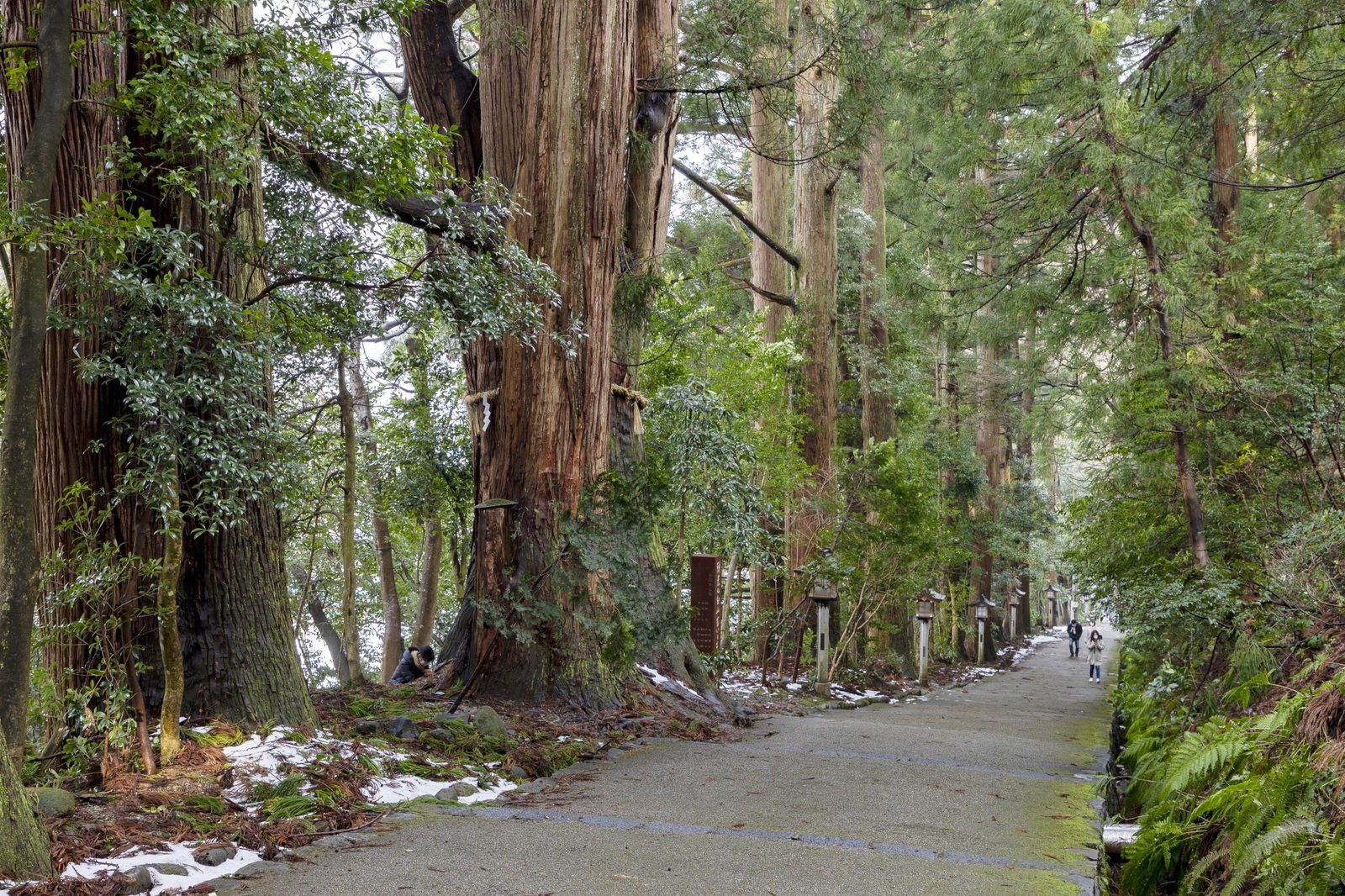 A gently curving stone-paved approach path through a grove of towering, centuries-old cedar trees, lined with stone lanterns and dusted with patches of snow, with two visitors walking in the distance.