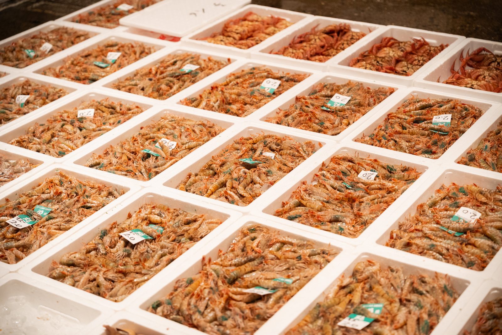 Rows of sweet shrimp packed in white boxes at Hashitate fishing port