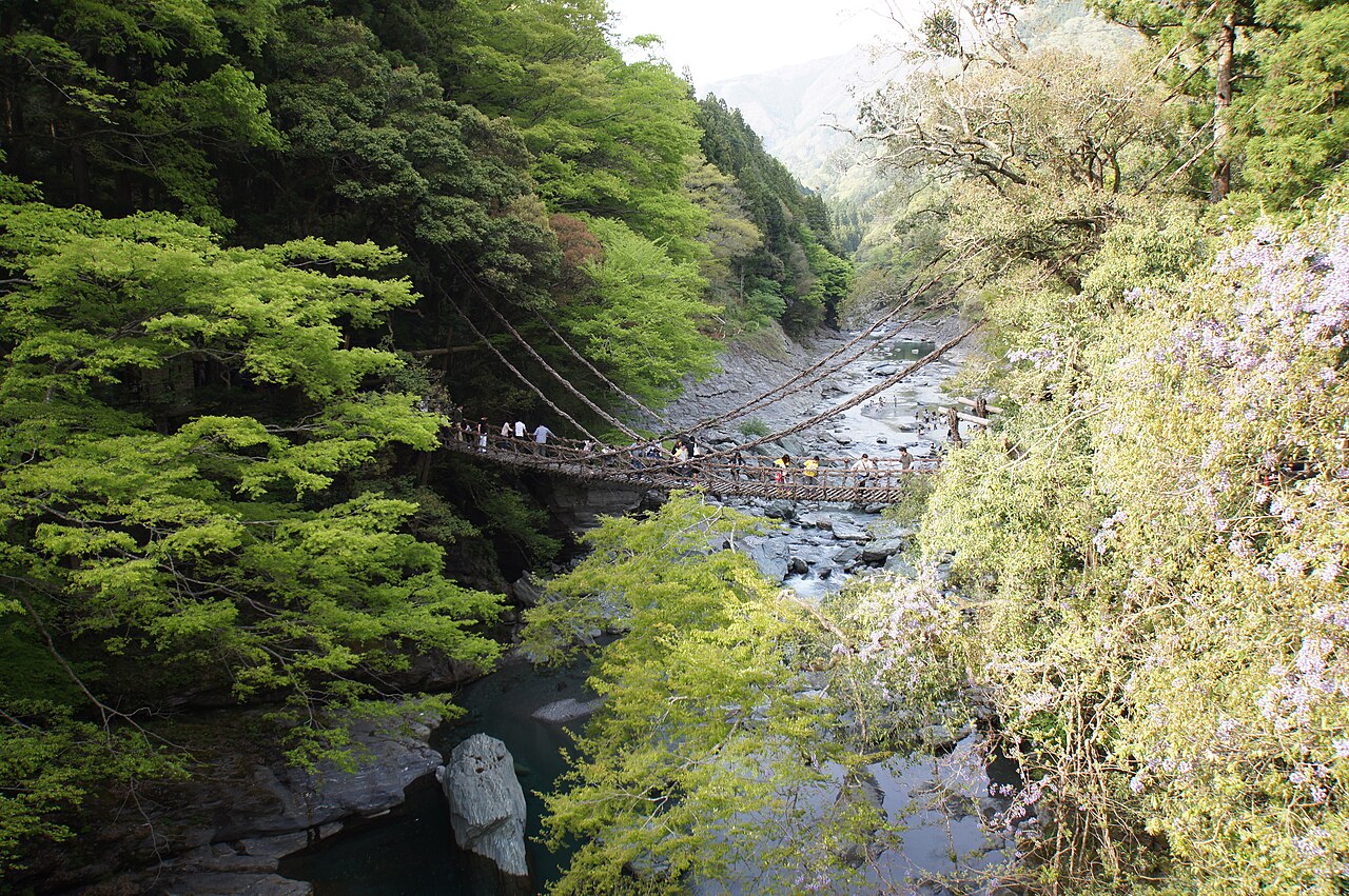 The Iya Kazurabashi vine bridge hanging over the Iya River in fresh green season