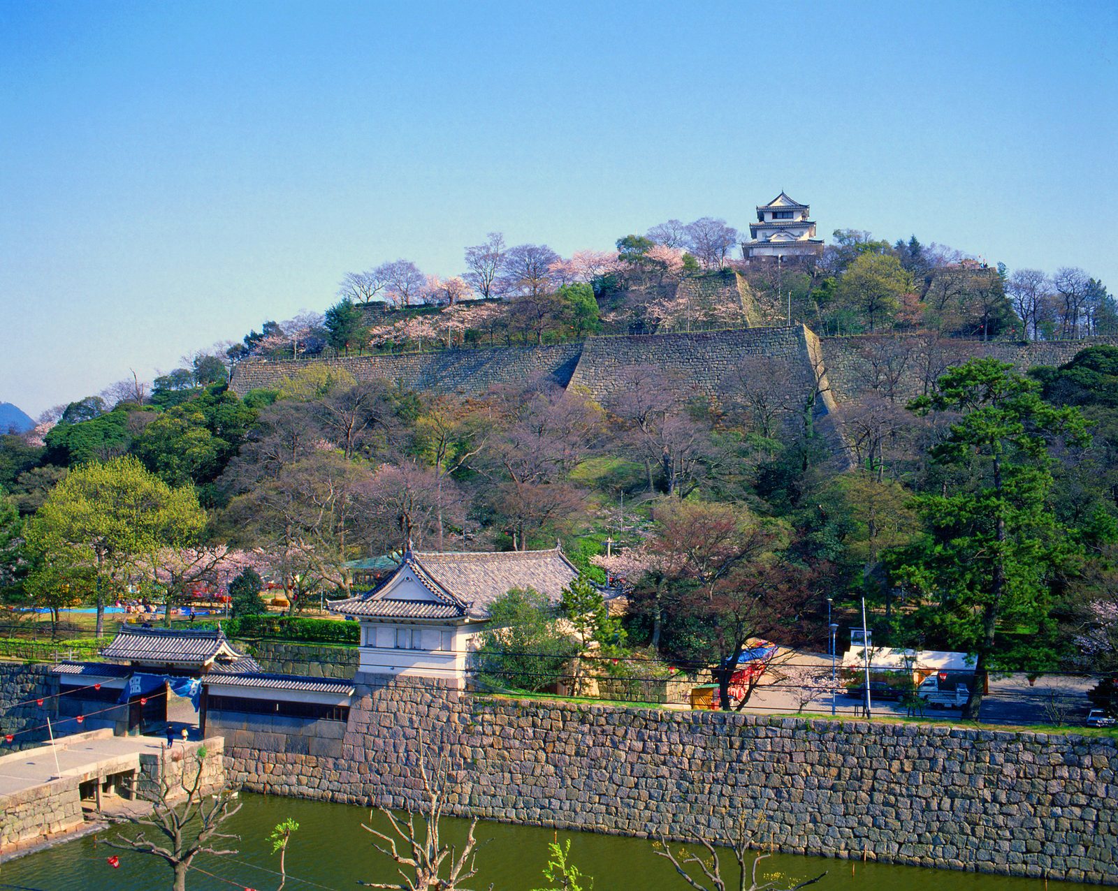 Marugame Castle's stone ramparts rising in tiers above the moat and a tiled gatehouse, with cherry trees in bloom on the wooded hill and the small white keep at the summit.