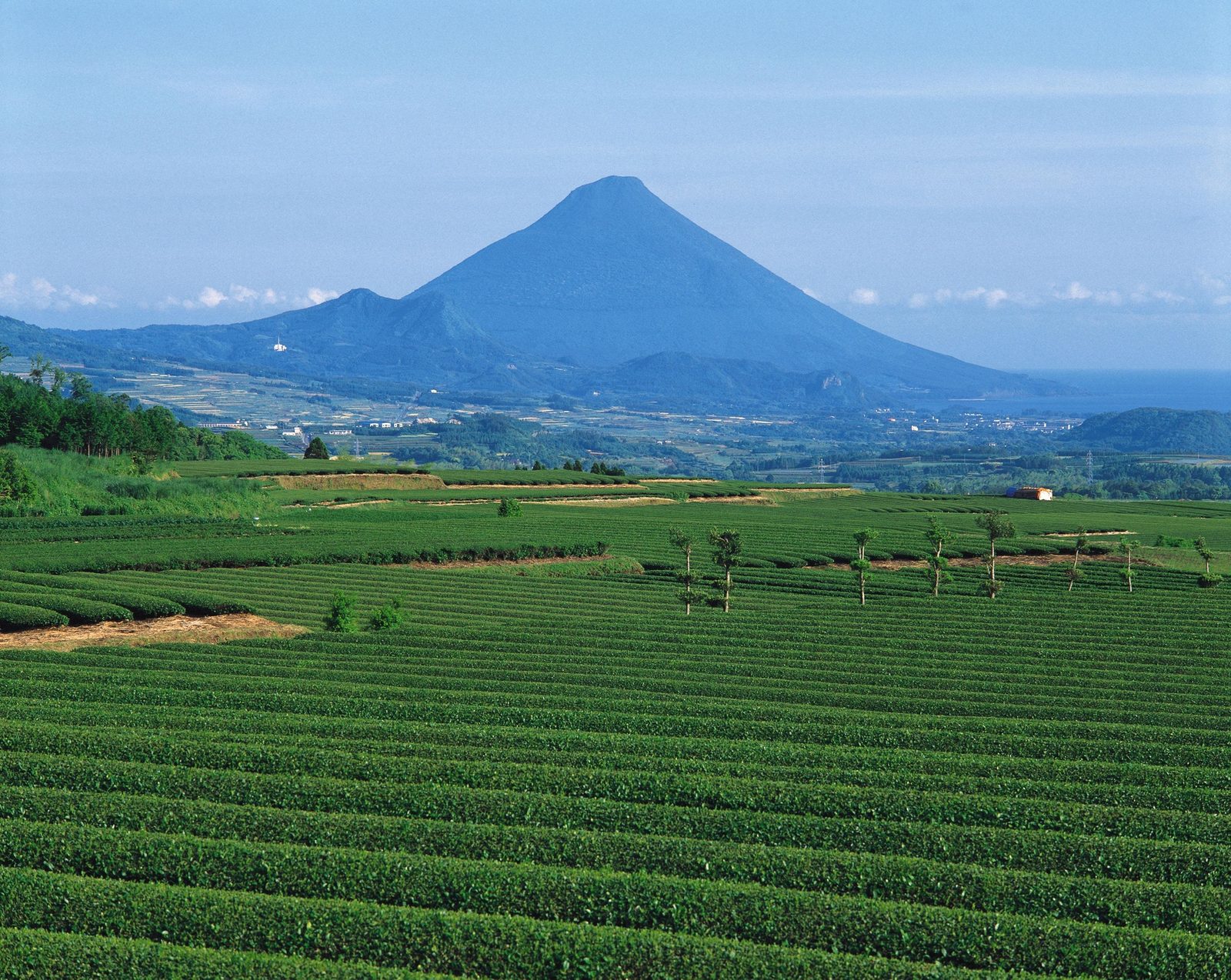 Rows of tea bushes stretching towards the cone of Kaimondake