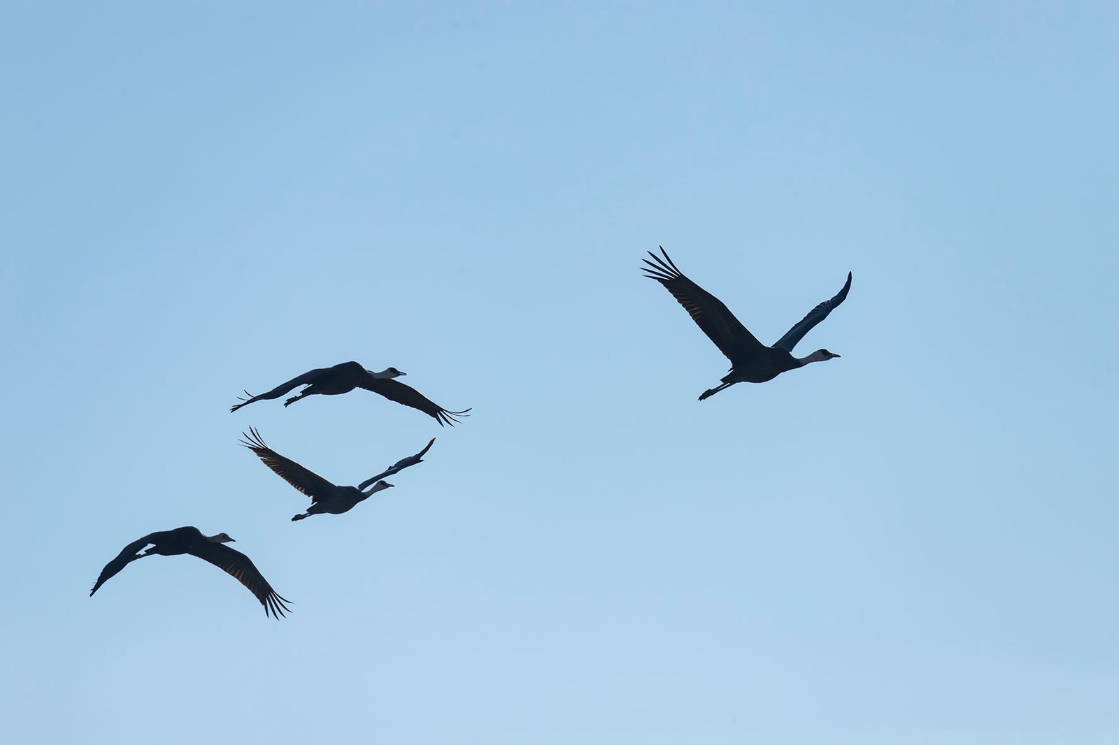 Cranes flying in silhouette against a clear sky over Izumi