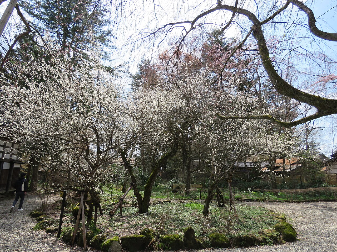 White blossom on old trees in the garden of the Aoyagi samurai house, with dark timber eaves behind.