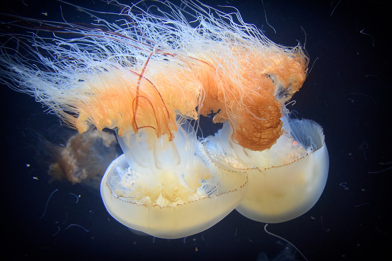 Two jellyfish trailing long orange and white tentacles through dark water at Kamo Aquarium