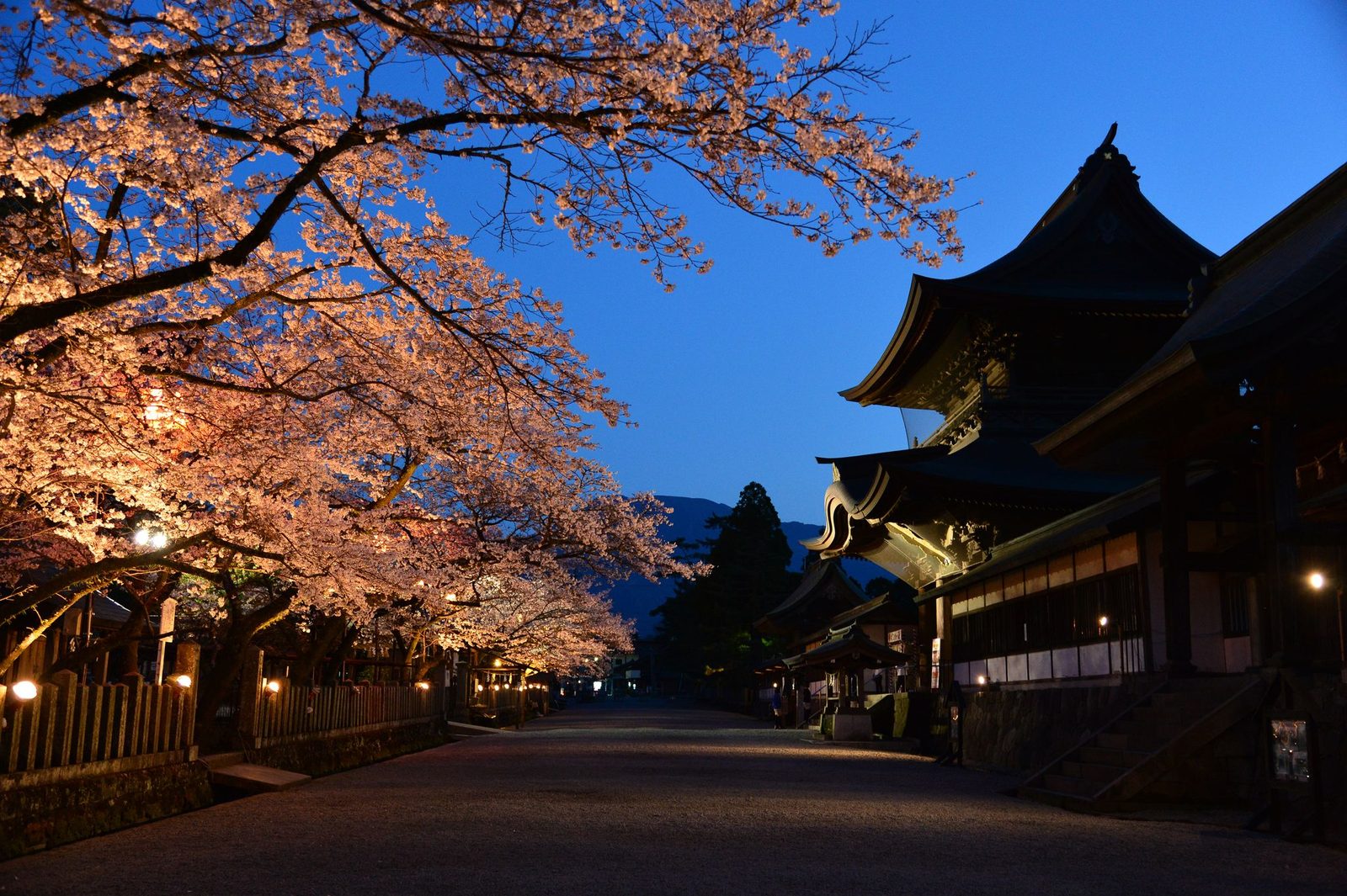 Cherry trees in bloom lit up at dusk beside the approach path to Aso Shrine, with the dark shrine gate and halls on the right and a deep blue sky.