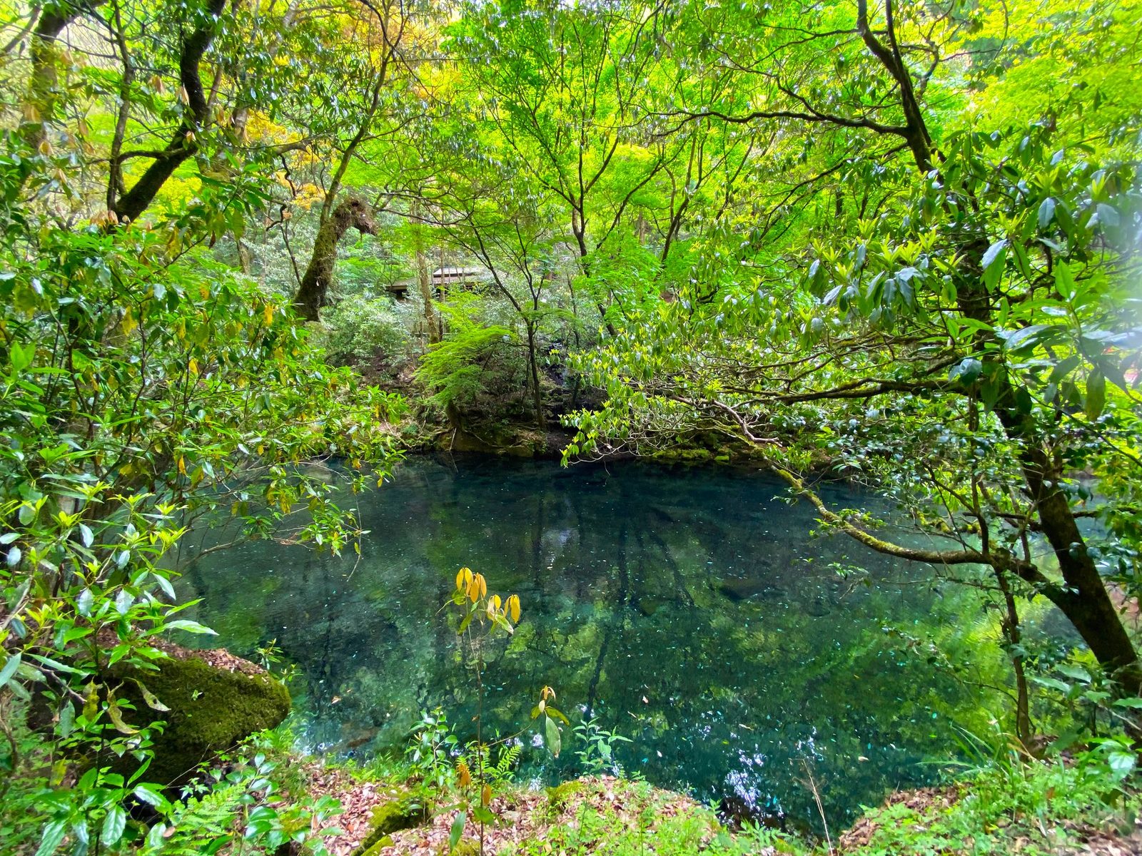 A still, deep blue-green pool sits among dense green trees and shrubs in a mountain gorge, with the water reflecting the foliage.