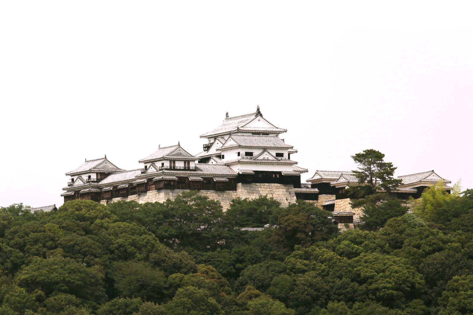 Matsuyama Castle seen from below: white keeps, turrets and connecting walls spread along a wooded hilltop above a stone rampart.