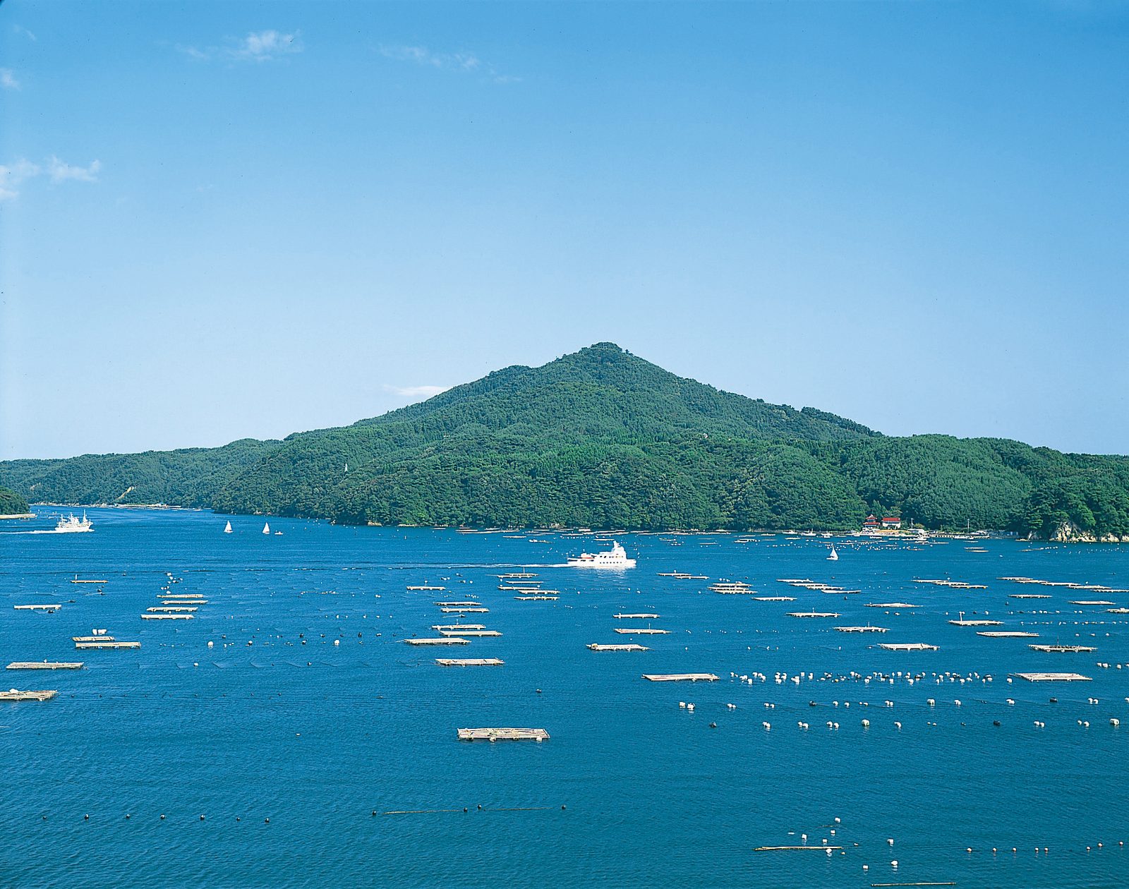 A green forested hill on Kesennuma Oshima island rising above a bay of deep blue water dotted with floating rafts, with a small white boat under a clear sky
