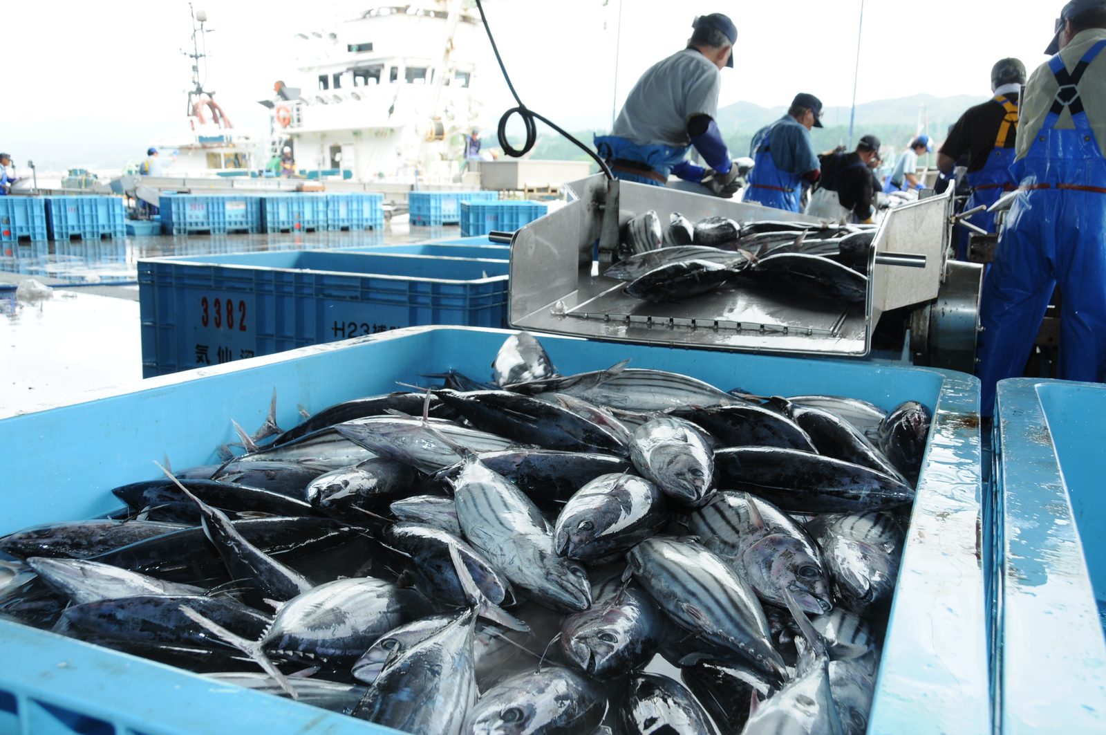 Blue crates full of striped fish on the dock at Kesennuma fish market, with workers in blue work clothes and a boat in the background