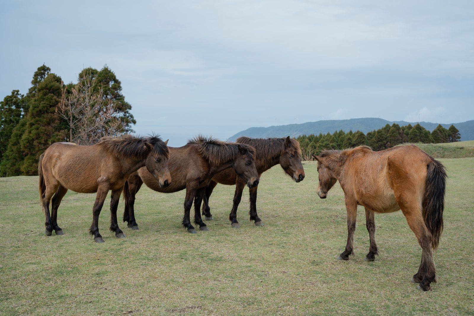 Four Misaki horses standing together on a short-grass meadow at Cape Toi under an overcast sky, with pines and hills behind