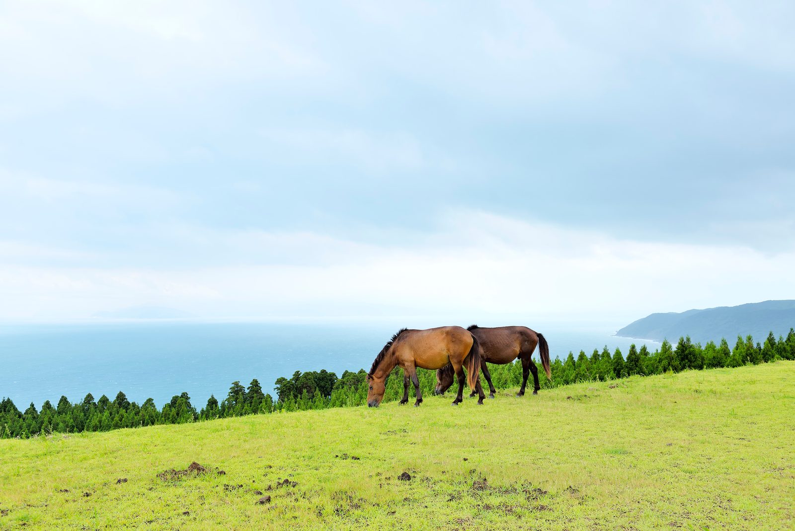 Two horses grazing on a pasture at Cape Toi under a soft cloudy sky, with the sea and a headland behind
