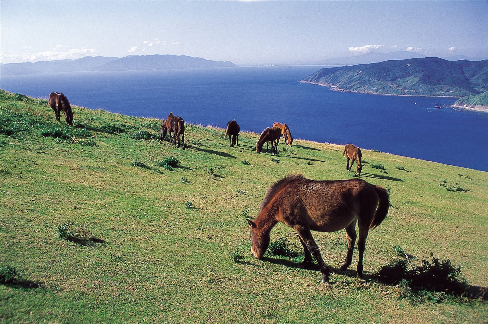 A herd of Misaki horses grazing on a hillside above the deep blue sea at Cape Toi