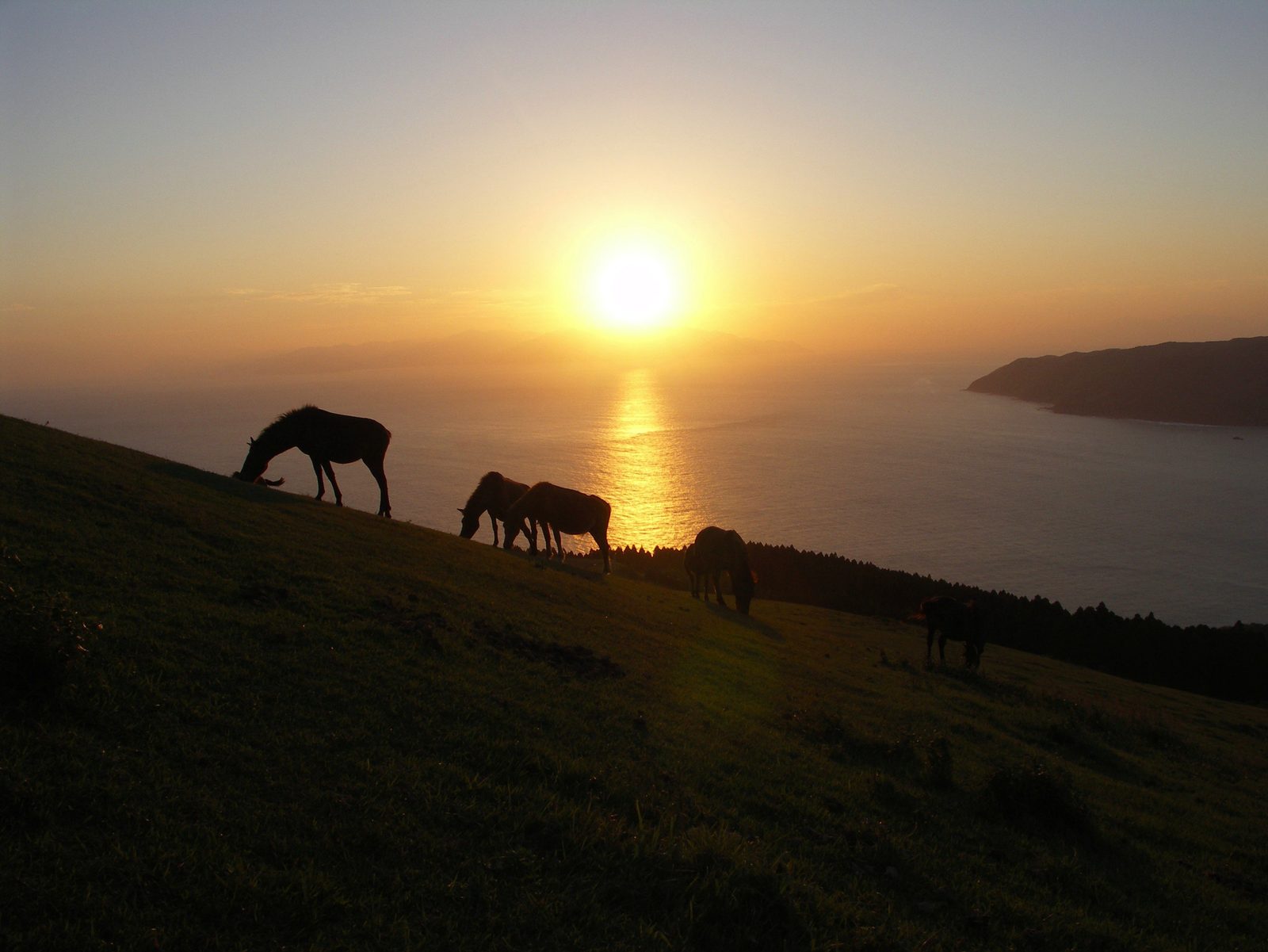 Horses silhouetted on a grassy slope against the setting sun over the sea at Cape Toi