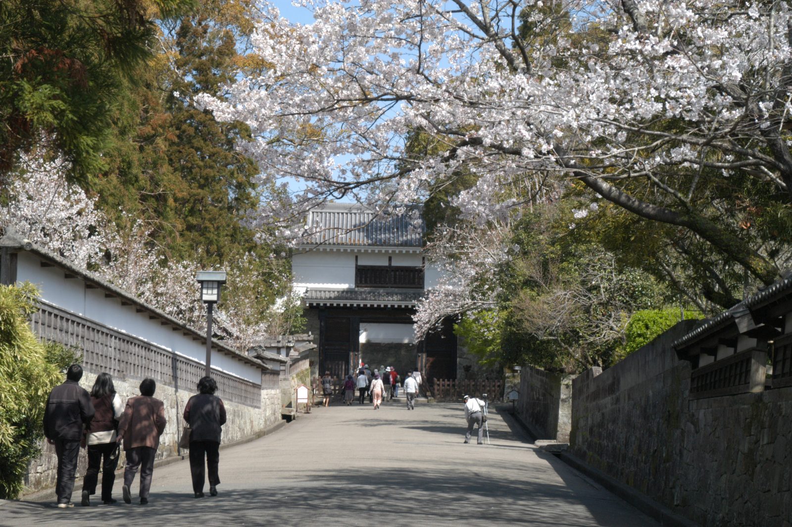 Visitors walk along a stone-walled path lined with blooming cherry trees toward a two-story castle gate at Obi Castle.