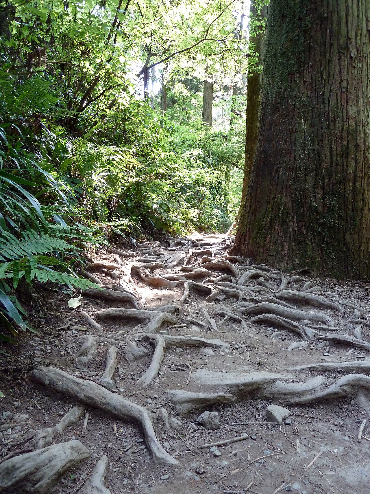 A forest path on Mount Takao with thick tree roots crossing the dirt trail between tall cedars.