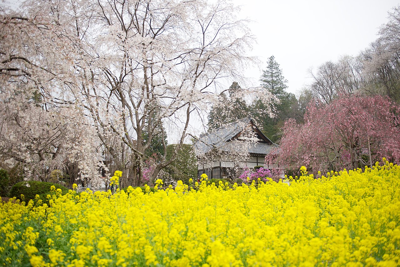 Weeping cherry blossoms and a bright yellow rapeseed field in front of a traditional building in Nagatoro, Saitama.