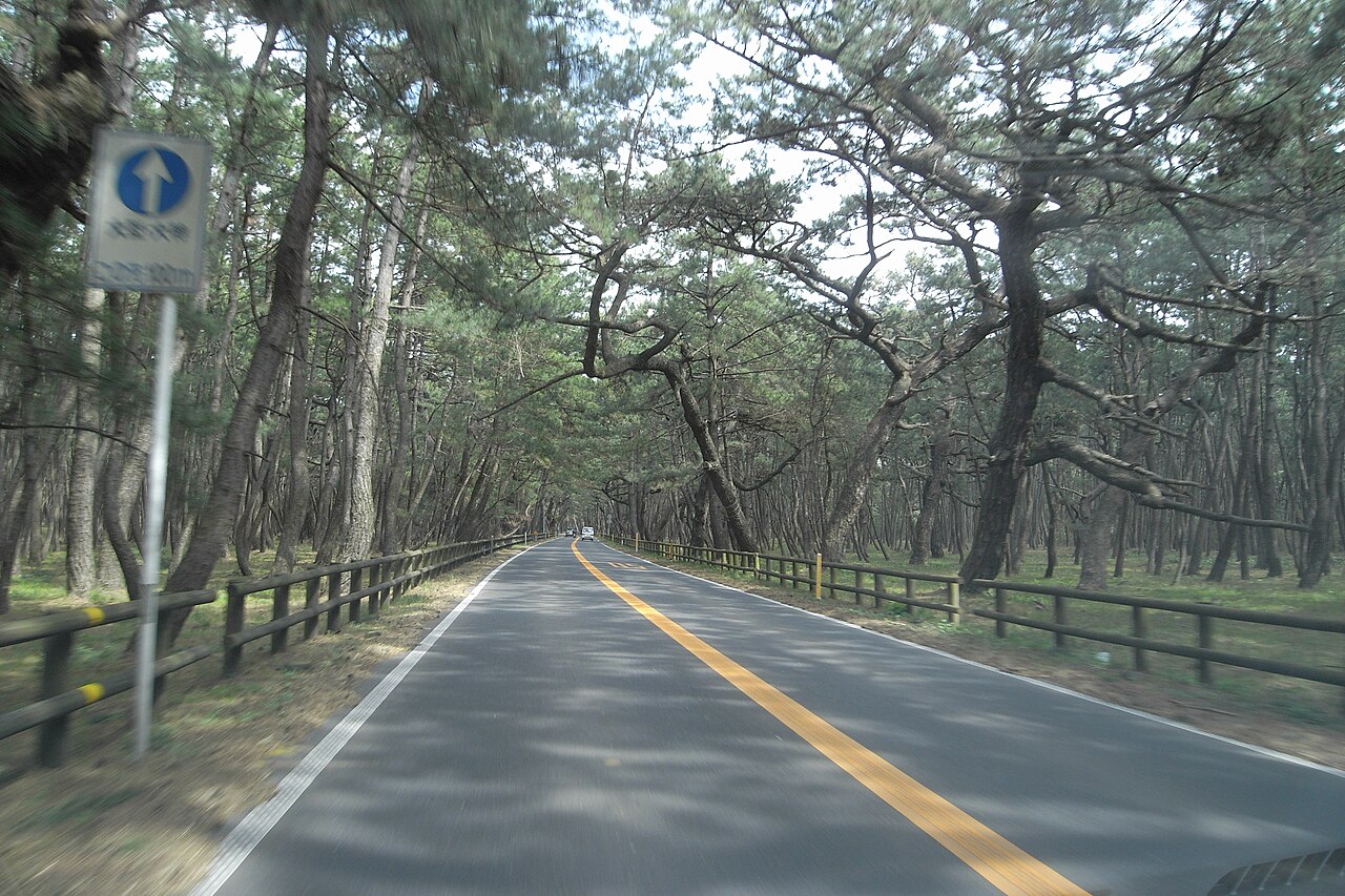 The road through Niji-no-Matsubara, with pine branches meeting overhead and wooden fences along both sides