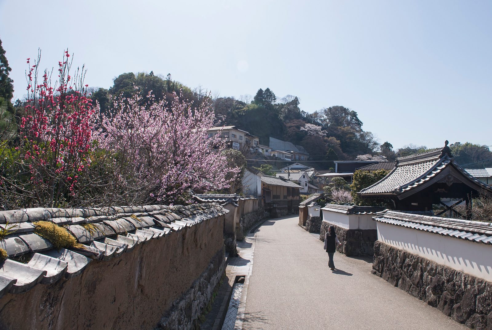 Samurai residence street in Tonomachi, Taketa, with earthen walls and a flowering tree
