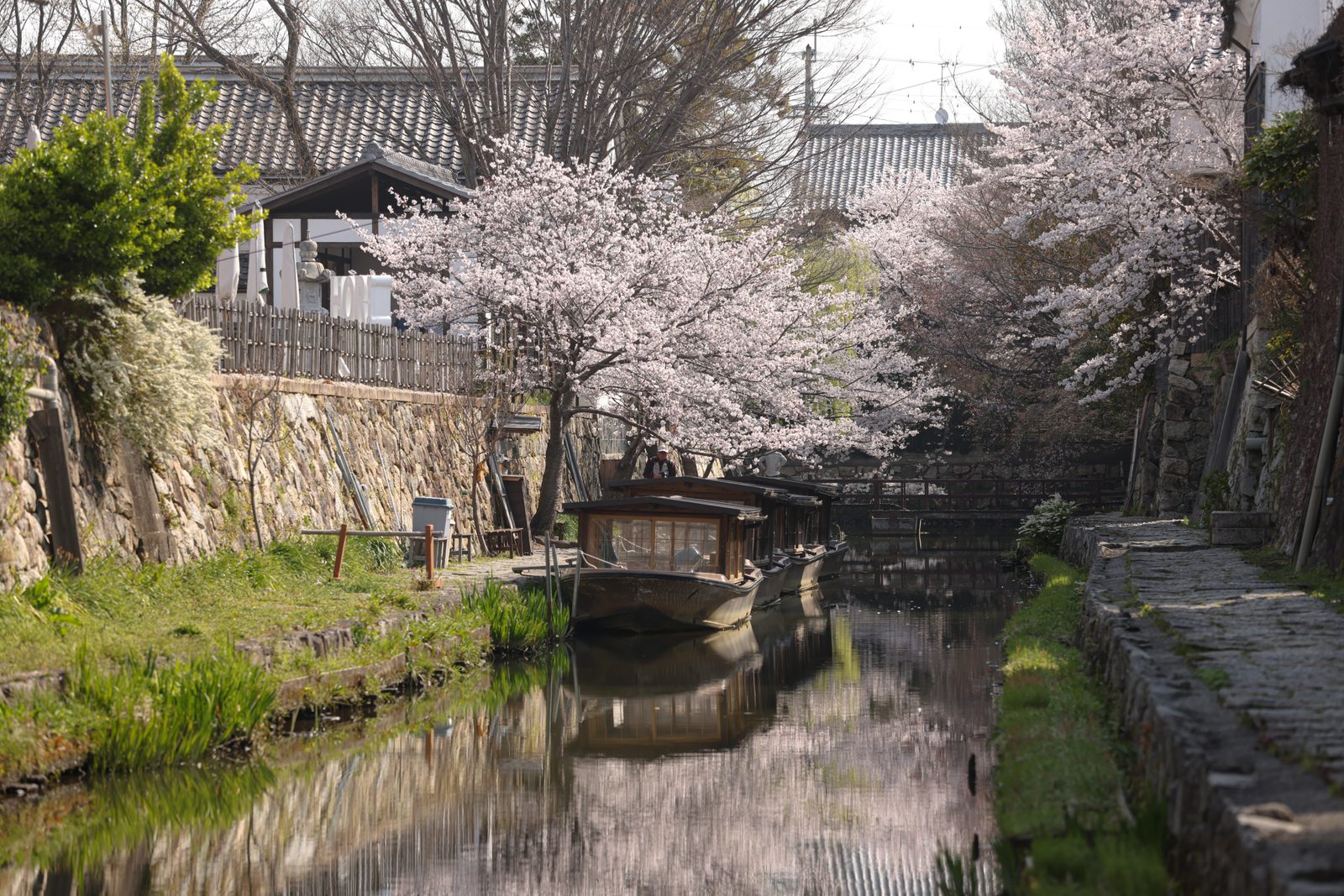 A narrow stone-walled waterway in Omihachiman with cherry branches over the water, a moored wooden sightseeing boat and old tiled roofs beyond