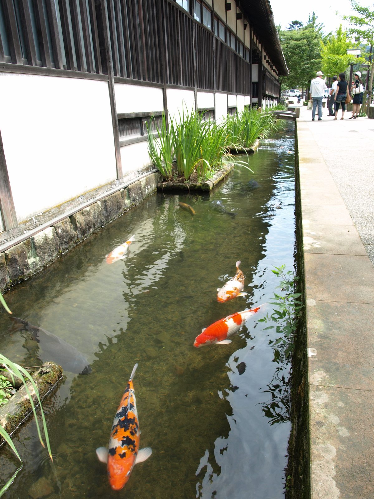 Koi swim in the clear Tonomachi canal in Tsuwano, beside a long white-walled building with dark wooden lattice, iris leaves at the water's edge, and people walking the lane.