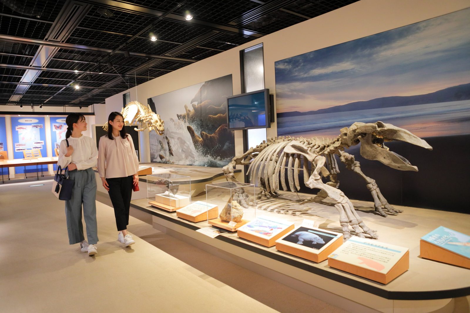 Fossil skeleton and exhibits inside the Sanbe nature museum Sahimel
