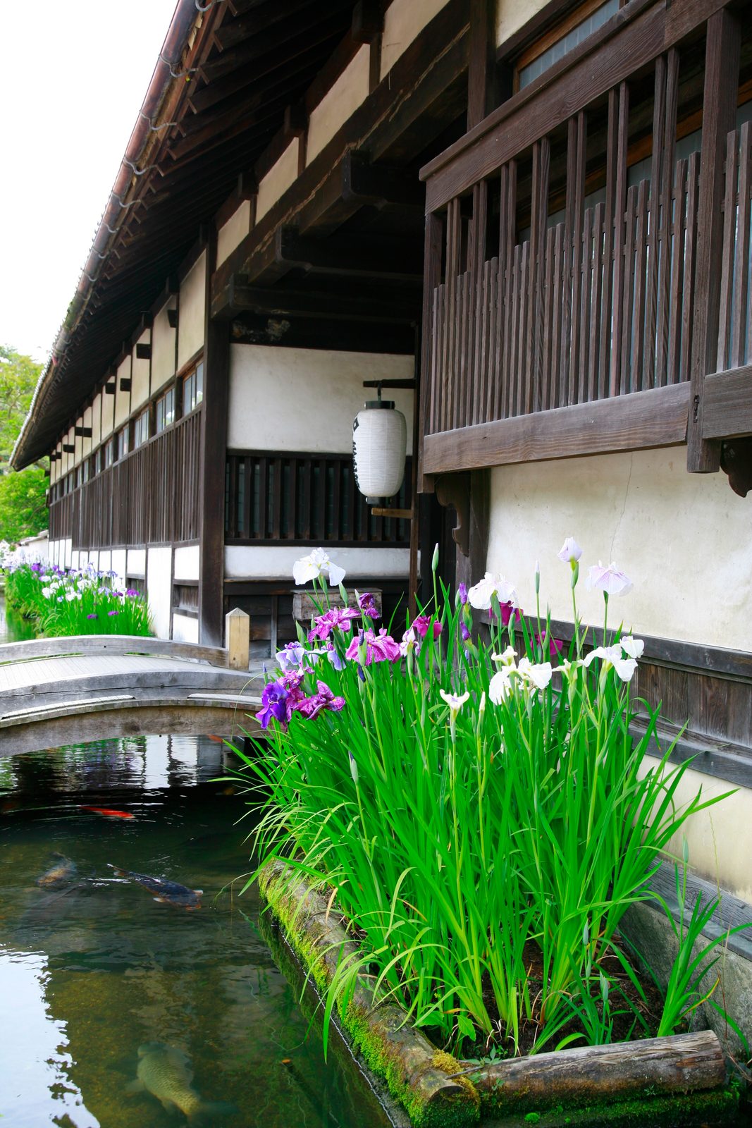 A footbridge crosses the Tonomachi canal where koi swim beneath blooming purple and white irises.