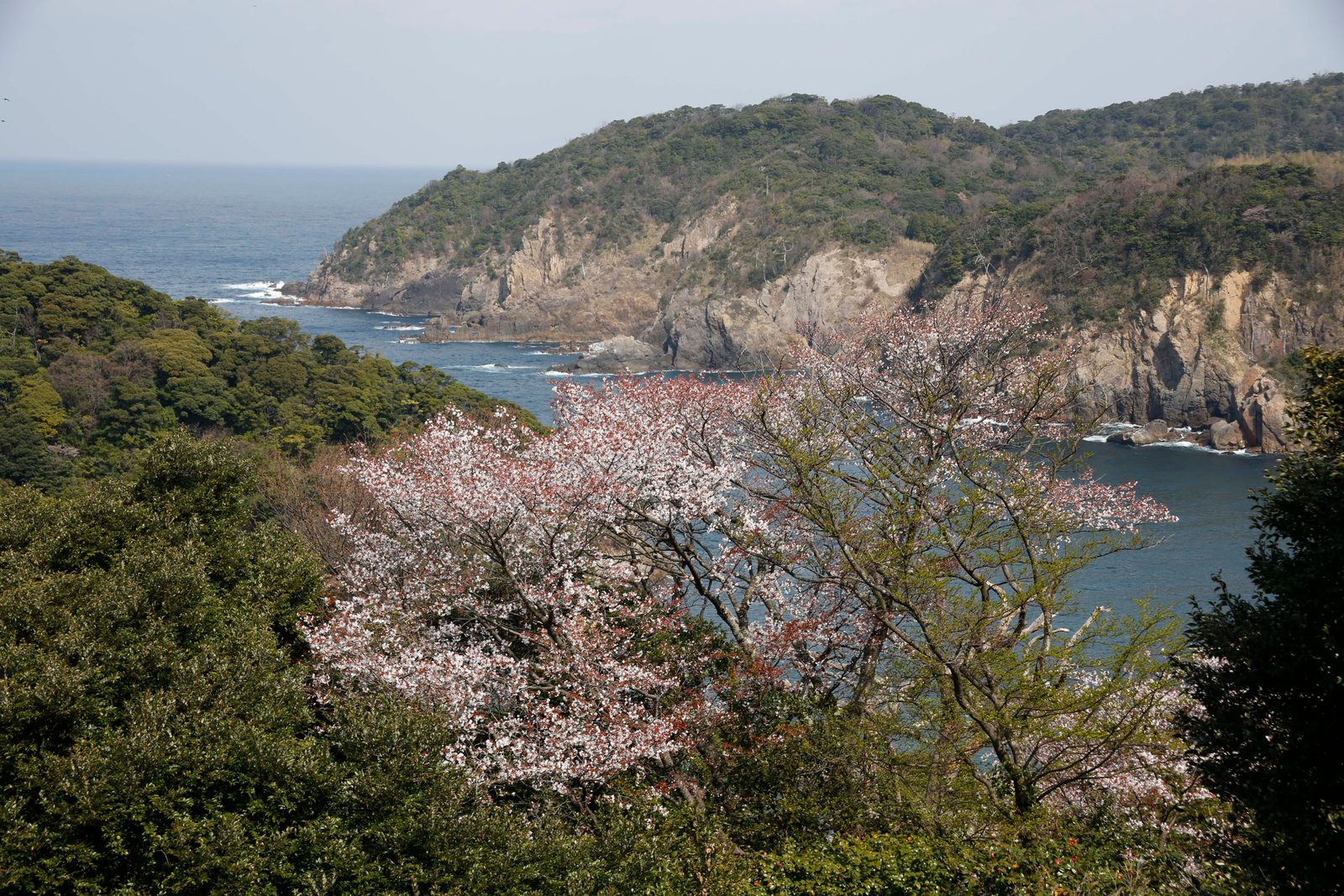 Rocky headlands and a dark blue bay seen from above, with flowering cherry trees in the foreground